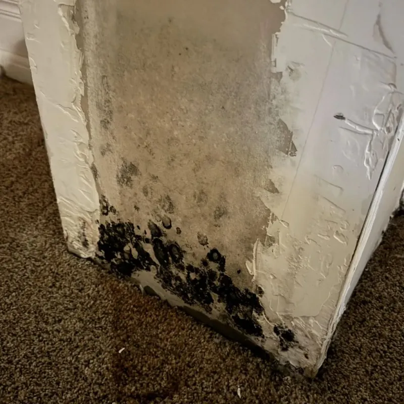 Professional Mold Removal in Cumberland Hill, RI